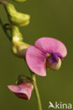 Norfolk Everlasting Pea (Lathyrus heterophyllus)