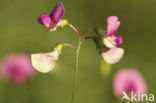 Norfolk Everlasting Pea (Lathyrus heterophyllus)