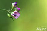 Norfolk Everlasting Pea (Lathyrus heterophyllus)