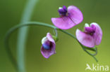 Norfolk Everlasting Pea (Lathyrus heterophyllus)