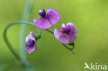 Norfolk Everlasting Pea (Lathyrus heterophyllus)