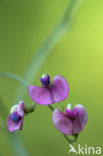 Norfolk Everlasting Pea (Lathyrus heterophyllus)