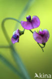 Norfolk Everlasting Pea (Lathyrus heterophyllus)