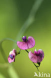 Norfolk Everlasting Pea (Lathyrus heterophyllus)