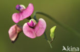 Norfolk Everlasting Pea (Lathyrus heterophyllus)