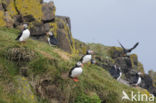 Papegaaiduiker (Fratercula arctica)