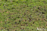 Papegaaiduiker (Fratercula arctica)