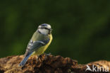 Pimpelmees (Parus caeruleus)