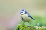 Pimpelmees (Parus caeruleus)