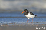 Scholekster (Haematopus ostralegus)