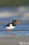 Scholekster (Haematopus ostralegus)