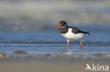 Scholekster (Haematopus ostralegus)