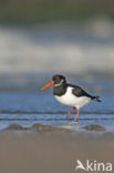 Scholekster (Haematopus ostralegus)