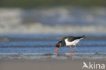 Scholekster (Haematopus ostralegus)