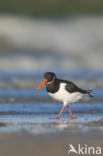 Scholekster (Haematopus ostralegus)