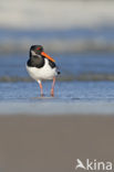 Scholekster (Haematopus ostralegus)