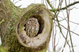 Steenuil (Athene noctua) 