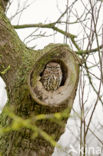 Steenuil (Athene noctua) 