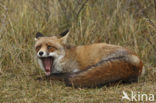 Vos (Vulpes vulpes)