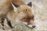 Vos (Vulpes vulpes)