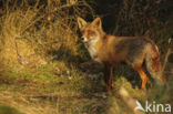 Vos (Vulpes vulpes)