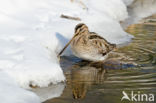 Watersnip (Gallinago gallinago) 