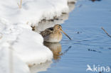 Watersnip (Gallinago gallinago) 