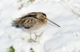 Watersnip (Gallinago gallinago) 